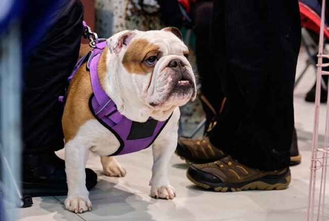 Wholesale Vest Harness for Dogs Wholesale Vest Harness for Dogs